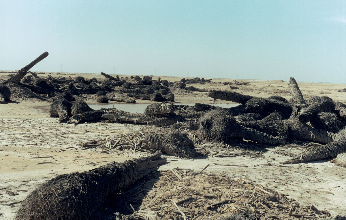 A photograph by Sophie Ristelhueber depicting burnt palm tree trunks in Iraq.