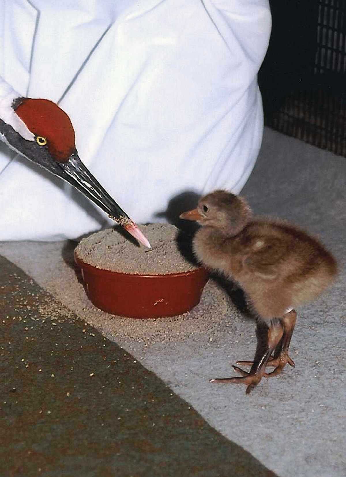 A photograph of a baby crane meeting Operation Migration member dressed in crane outfit.