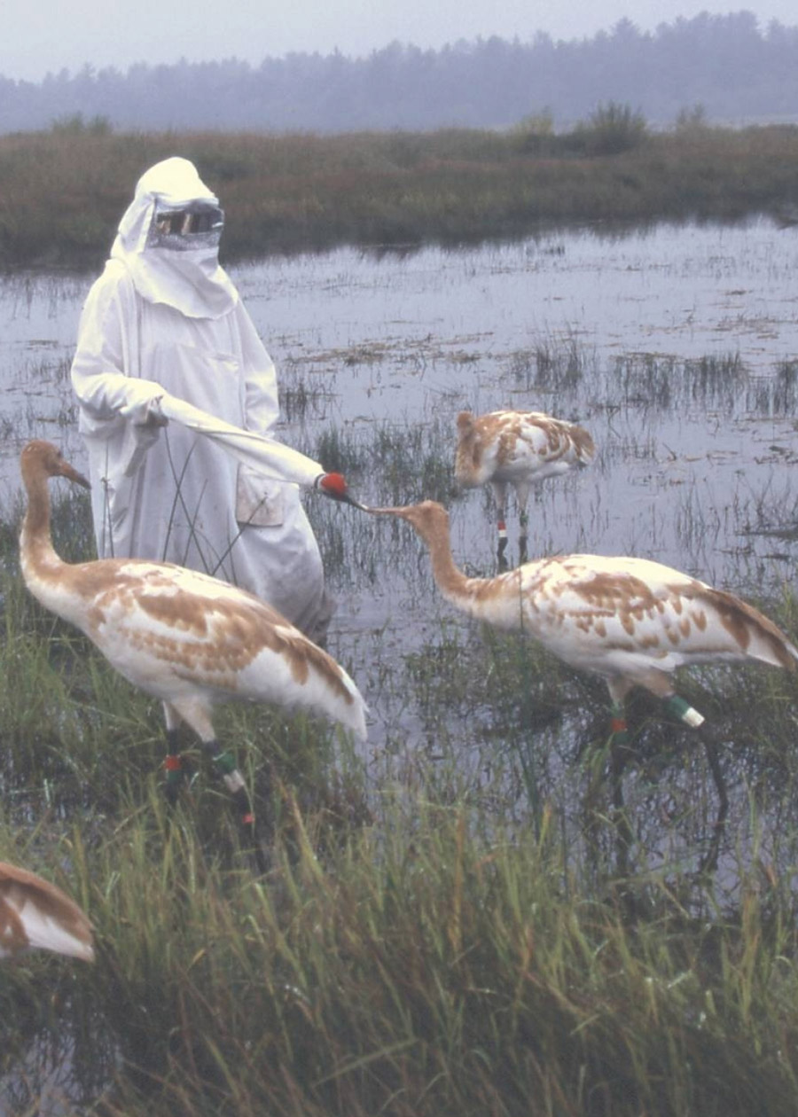 A photograph of a crane in a marsh touching beaks with an Operation Migration member.