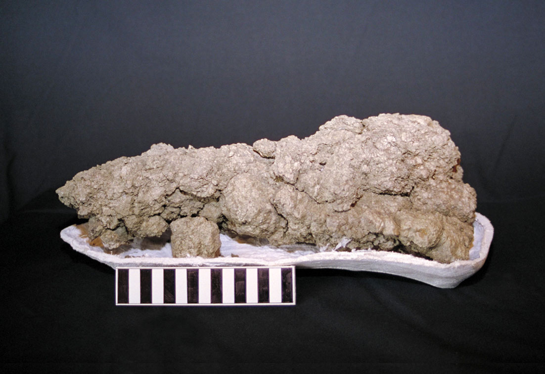 A photograph of a Tyrannosaurus coprolite discovered in Saskatchewan, Canada, in 1995.