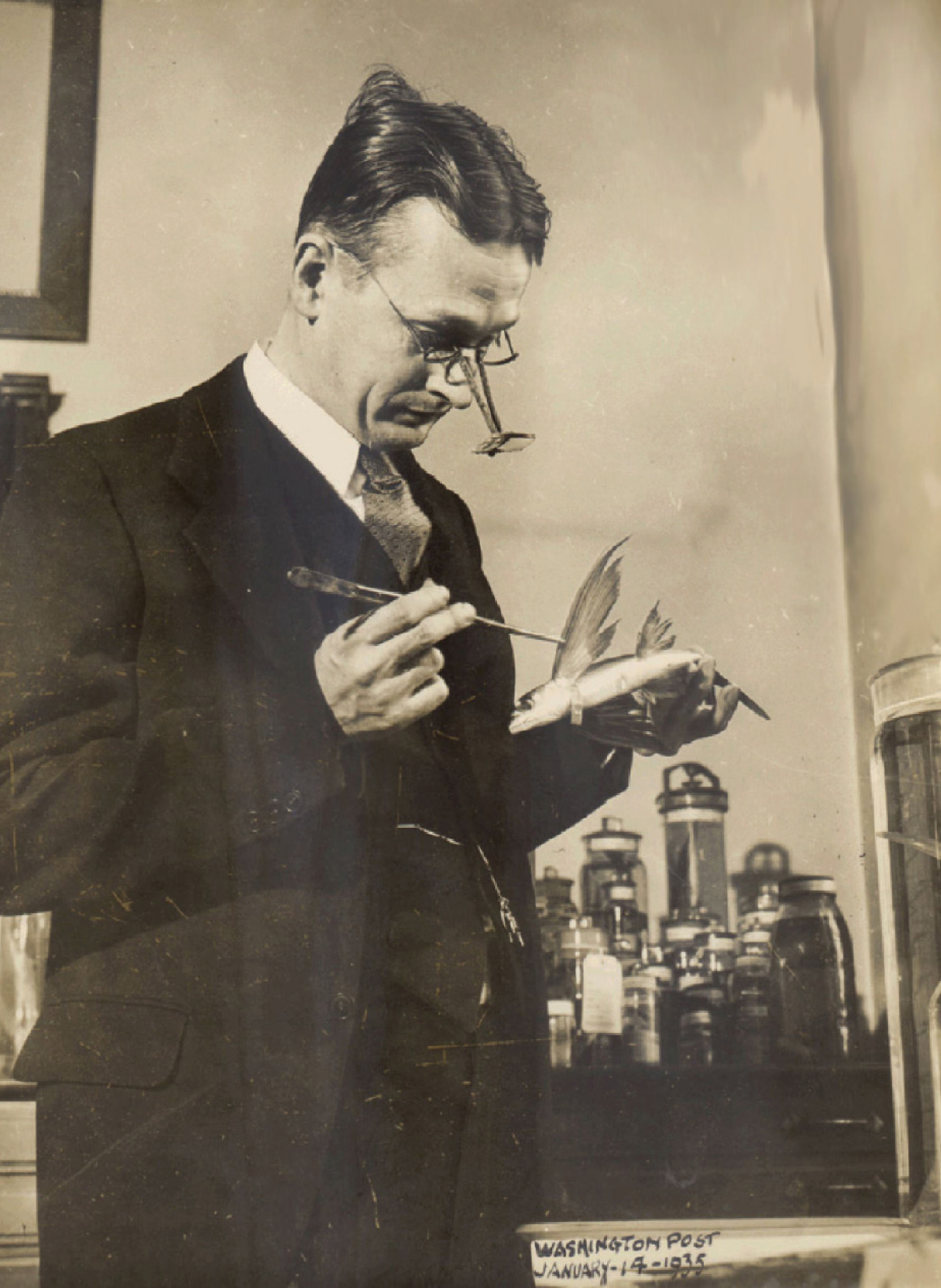 A 1935 photograph of Charles M. Breder examining a flying fish. 