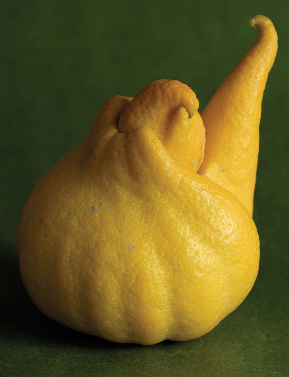 A photograph by artist Ellen Birrell of an oddly shaped lemon.