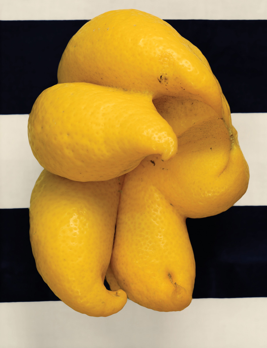 A photograph by artist Ellen Birrell of an oddly shaped lemon.