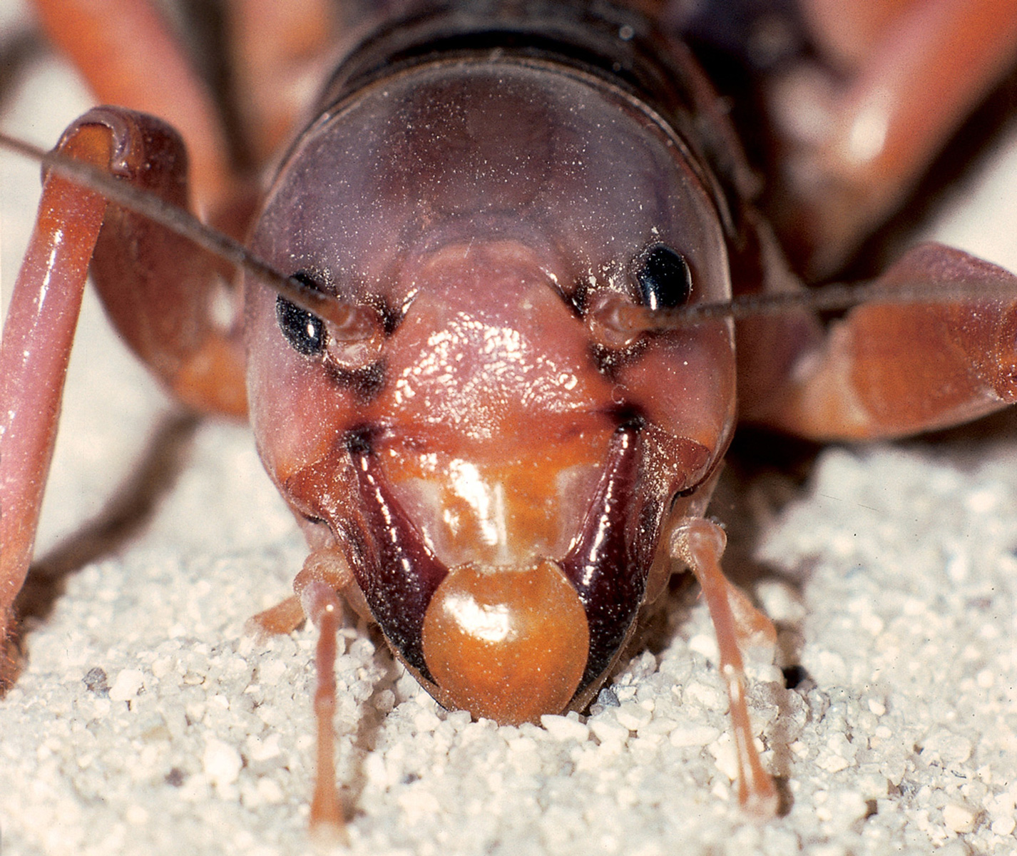 A closeup photograph of a Jerusalem cricket.