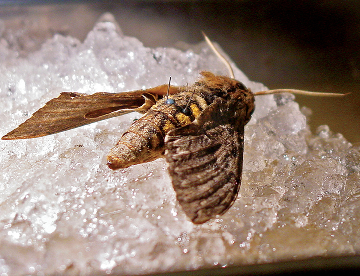 A photograph of an adult Manduca sexta moth showing successful implant of titanium wire (sealed with blue wax to prevent bleeding).