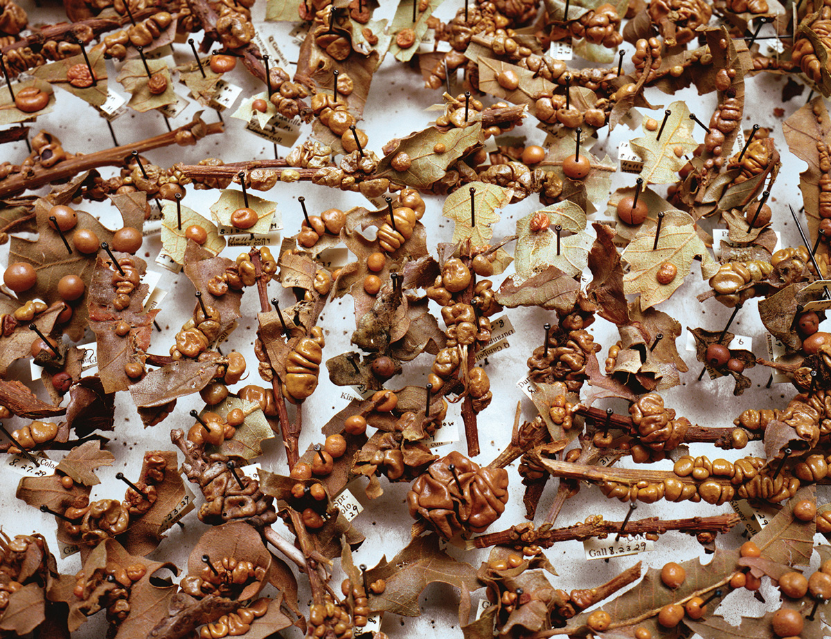 A photograph of galls collected by Kinsey from oak trees in nineteen twenty-nine. Up until the twentieth century, the acid obtained from these “oak apples” was a key ingredient in ink.