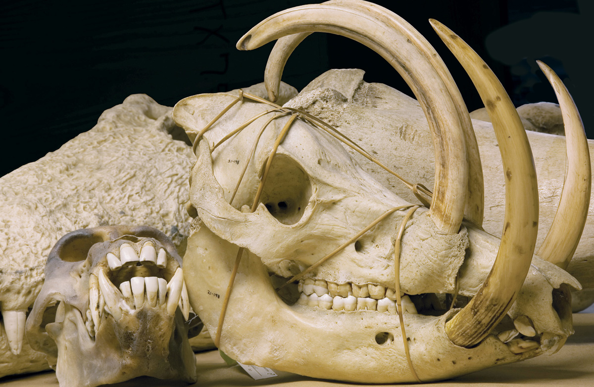 Animal skulls from the National Fish and Wildlife Forensics Laboratory’s
collection of specimen samples, used by the morphology department to
make species identifications. At top, a selection of primate skulls from
the collection. At bottom, the skulls of a baboon (left) and a babirusa
(right). Photos Jim Chamberlain.