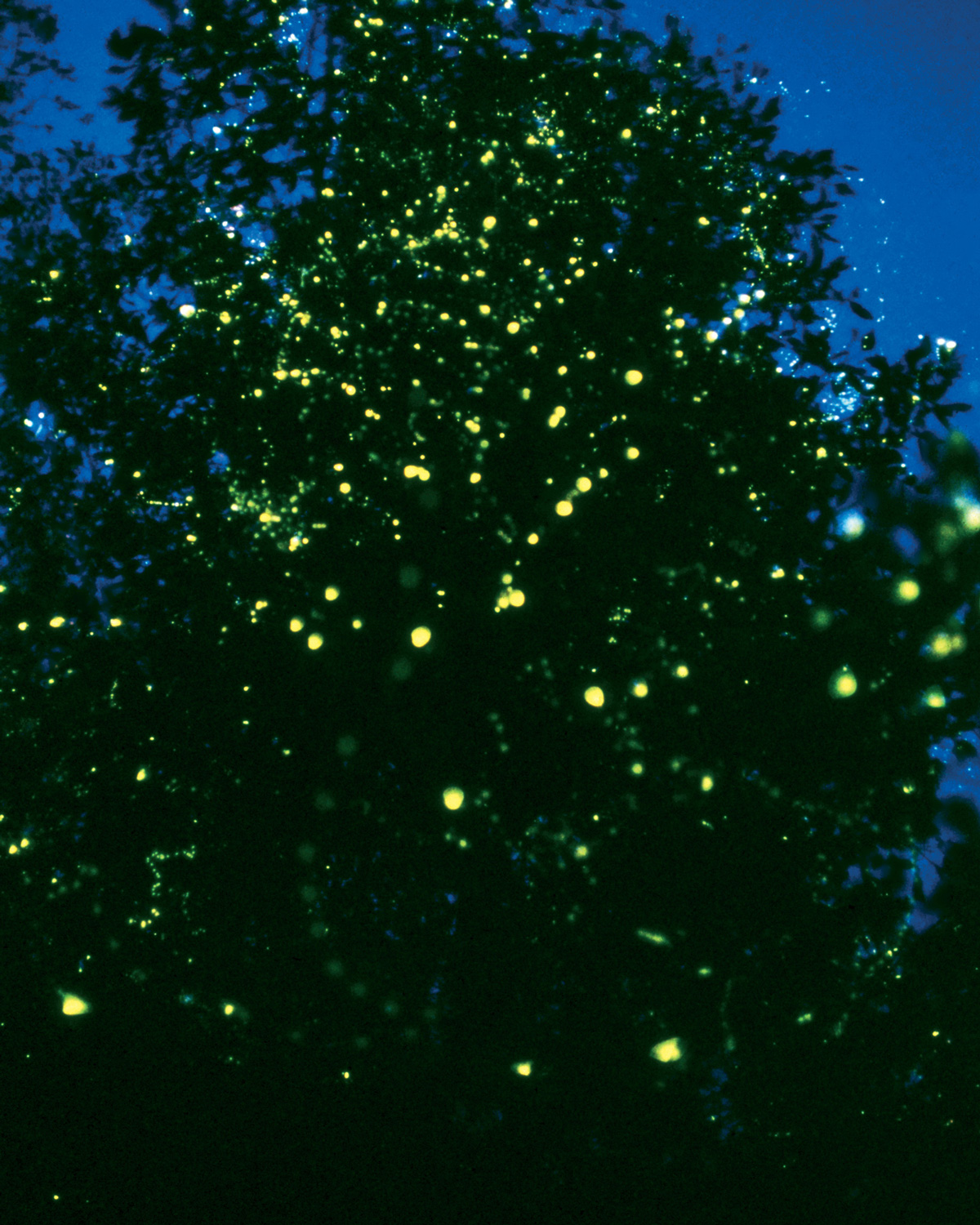 A photograph of fireflies in a tree flashing in unison.