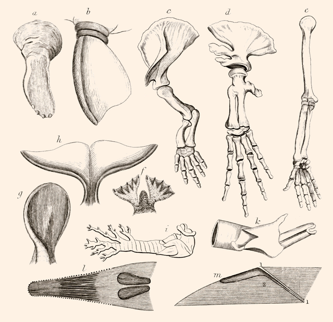 A comparative anatomy of the hand from Robert Hamilton's eighteen thirty seven book 