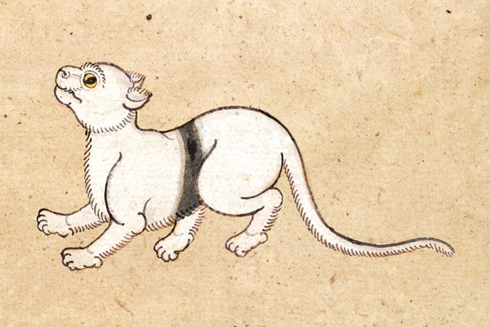 An illustration of a Ratanakamphol (Jewelled Cloth) cat from a mid-nineteenth-century manuscript titled “Tamra Maew.” The accompanying caption reads: “So called for the body colored as a conch shell,
Thus the name Jeweled Cloth was bestowed.
A dividing band from chest to back,
Golden eyes brim with water like soft light.”