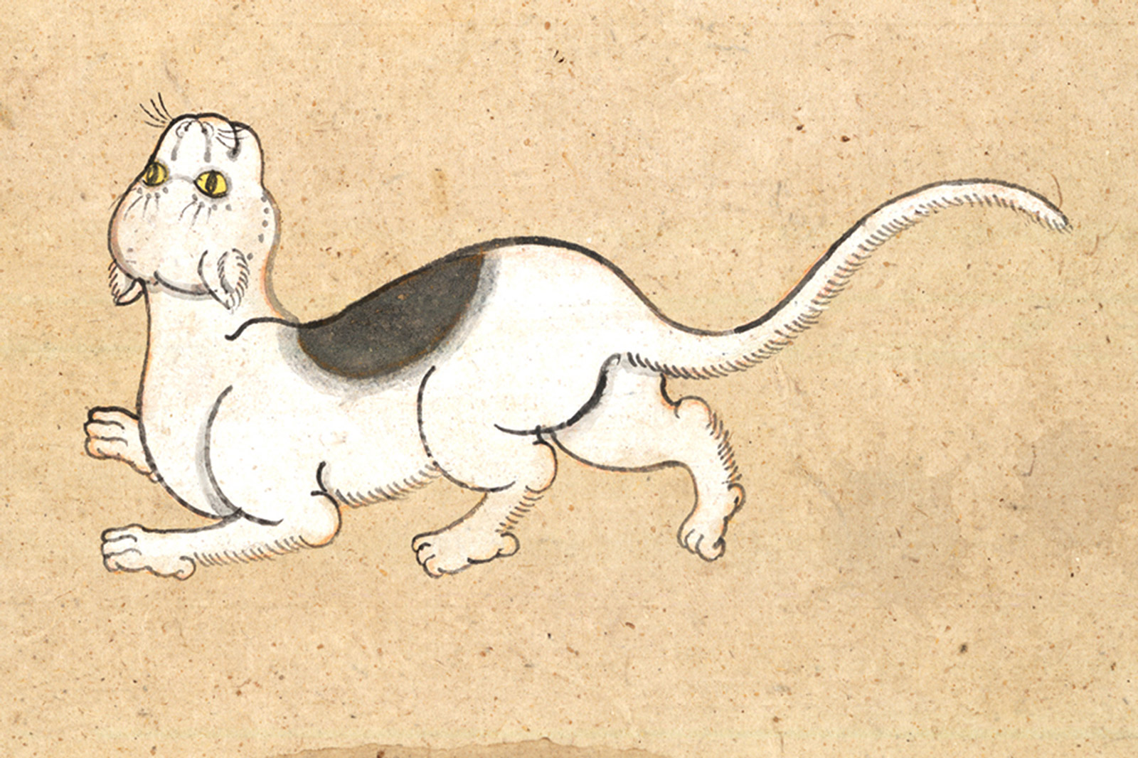 An illustration of a Krorp Waen (Spectacle Frame) or Aan Maa (Horse Saddle) cat from a mid-nineteenth-century manuscript titled “Tamra Maew.” The accompanying caption reads: “Spectacle Frame is the name. White as cliffs,
Black fur around the eyes, as if dyed.
On the back, like a horse’s saddle,
A beautiful inky circle. Found in any country.”