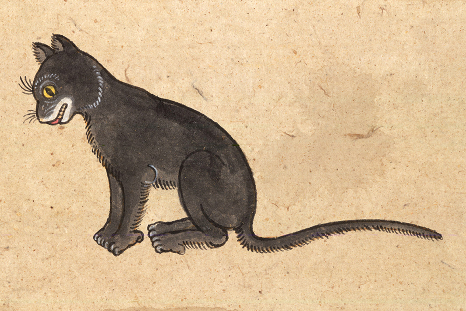 An illustration of a Krajork (Sparrow) cat from a mid-nineteenth-century manuscript titled “Tamra Maew.” The accompanying caption reads: “With the name Sparrow, a nice round frame.
Black body, the shaded background.
White fur, like clouds, floats around the mouth.
Eyes a mix of fresh colors, like gamboge pigment.”