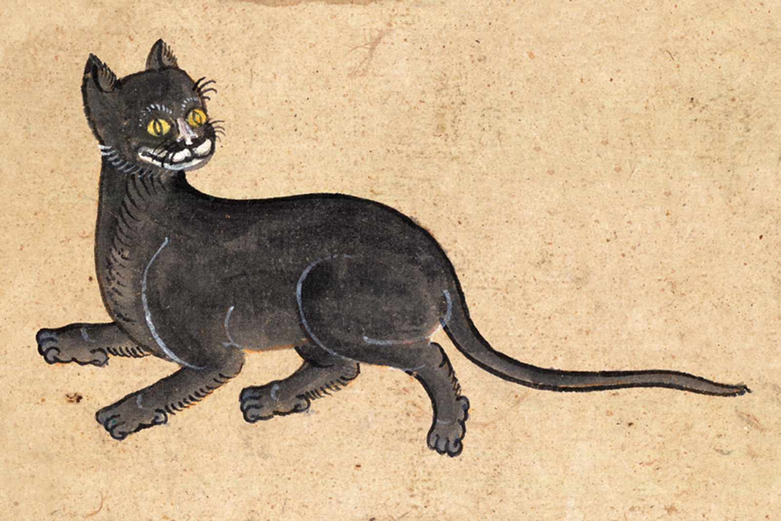 An illustration of a Singha Sep (Lion) cat from a mid-nineteenth-century manuscript titled “Tamra Maew.” The accompanying caption reads: “The Lion is a black-bodied breed.
White around the mouth, around
The neck’s conch-shell mane, and on nose tip.
Gamboge eyes, drops of water fading in light.”