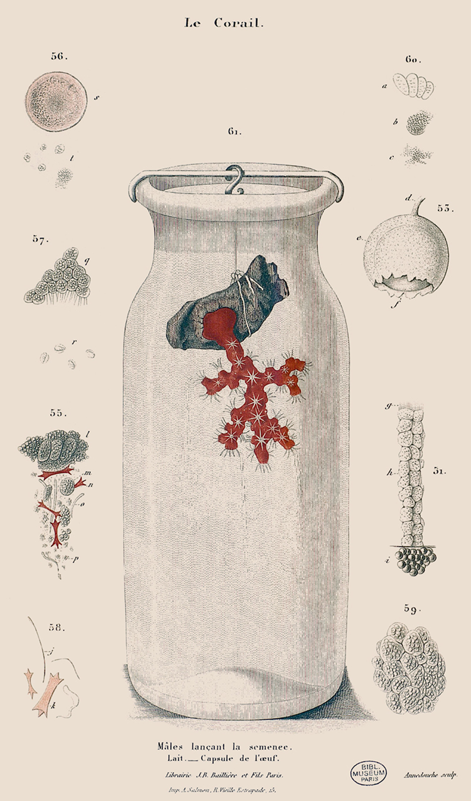 An eighteen sixty-four scientific illustration from Henri de Lacaze-Duthiers‘s “Histoire naturelle du corail.” The captions reads that the illustration shows coral “ejecting” its vital “milk.”