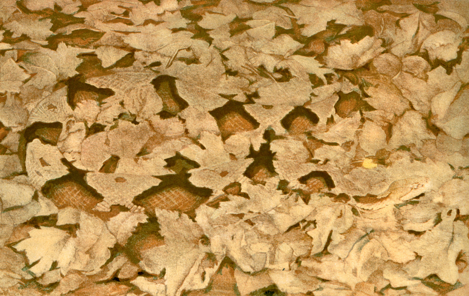 A snake-shaped stencil overlaid on a painting of a copperhead concealed in the foliage. The artwork is from Gerald and Abbott Thayer's 