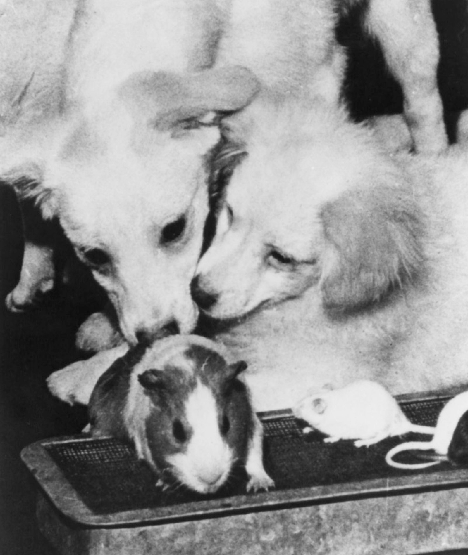 A photograph from the Chris Dubbs collection of the first guinea pig launched into space. 