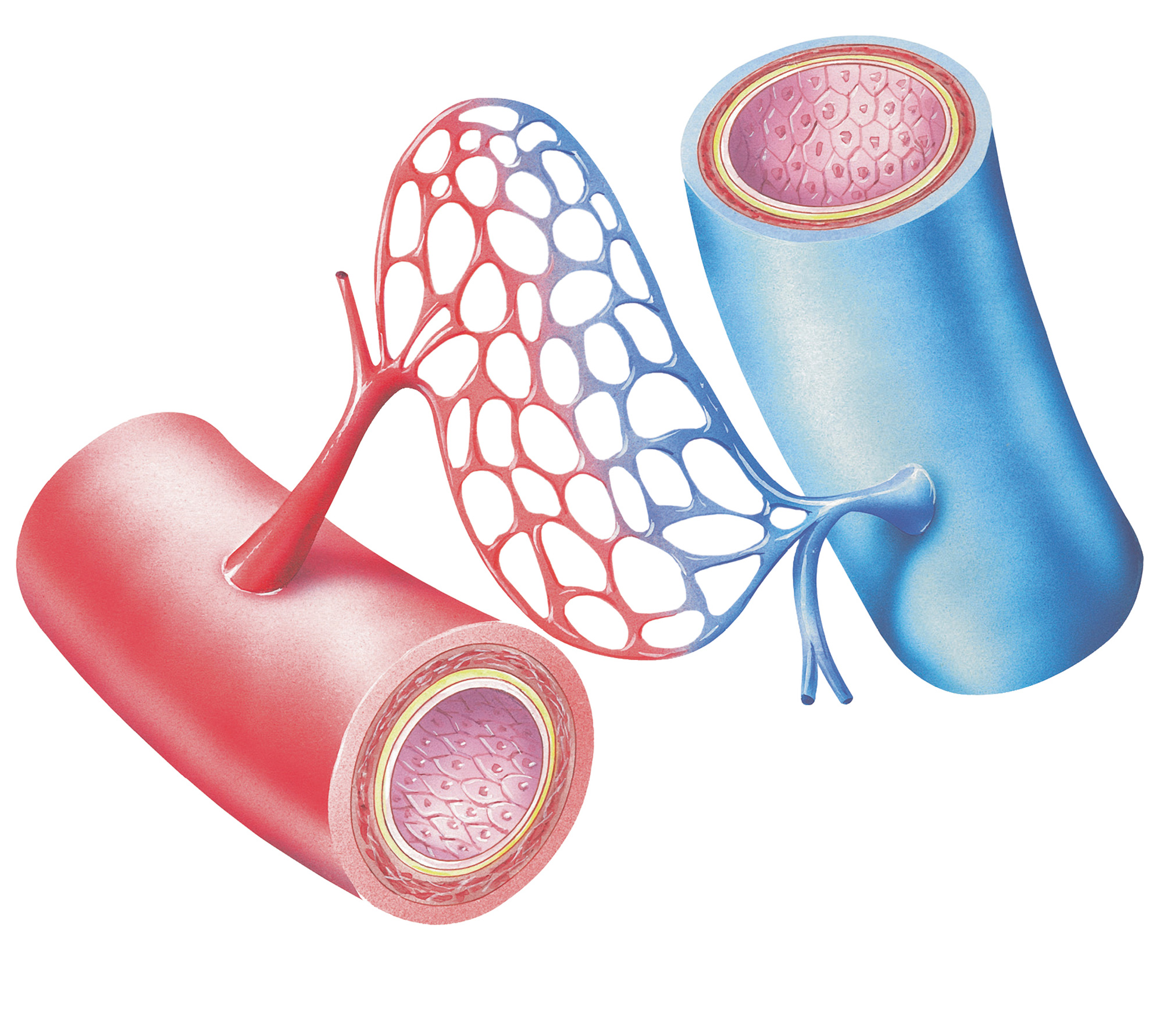 A drawing in which blood is erroneously show to be either blue or red, depending on whether it is coming out of the heart or returning to it.