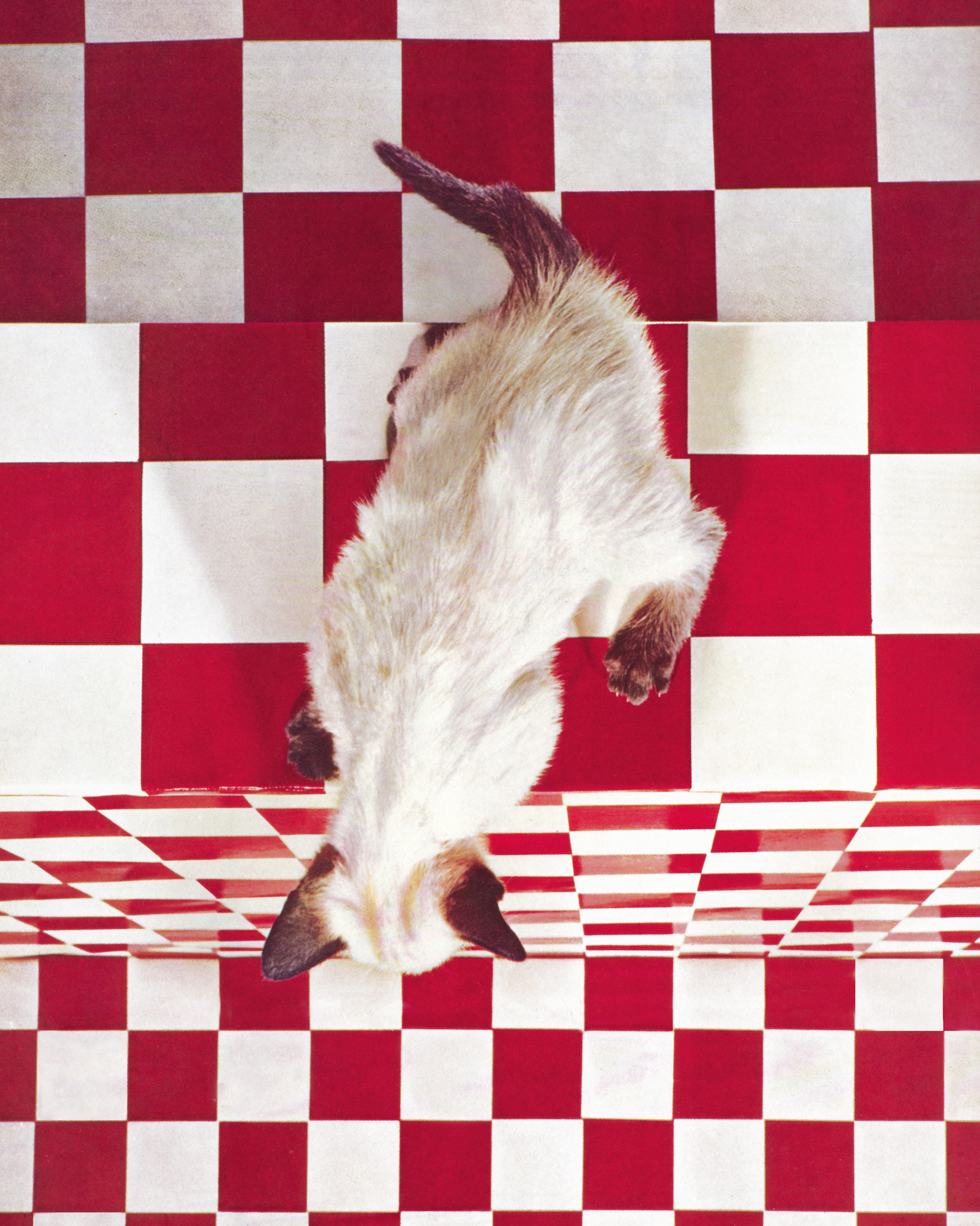 A photograph of a white cat on a tile floor.