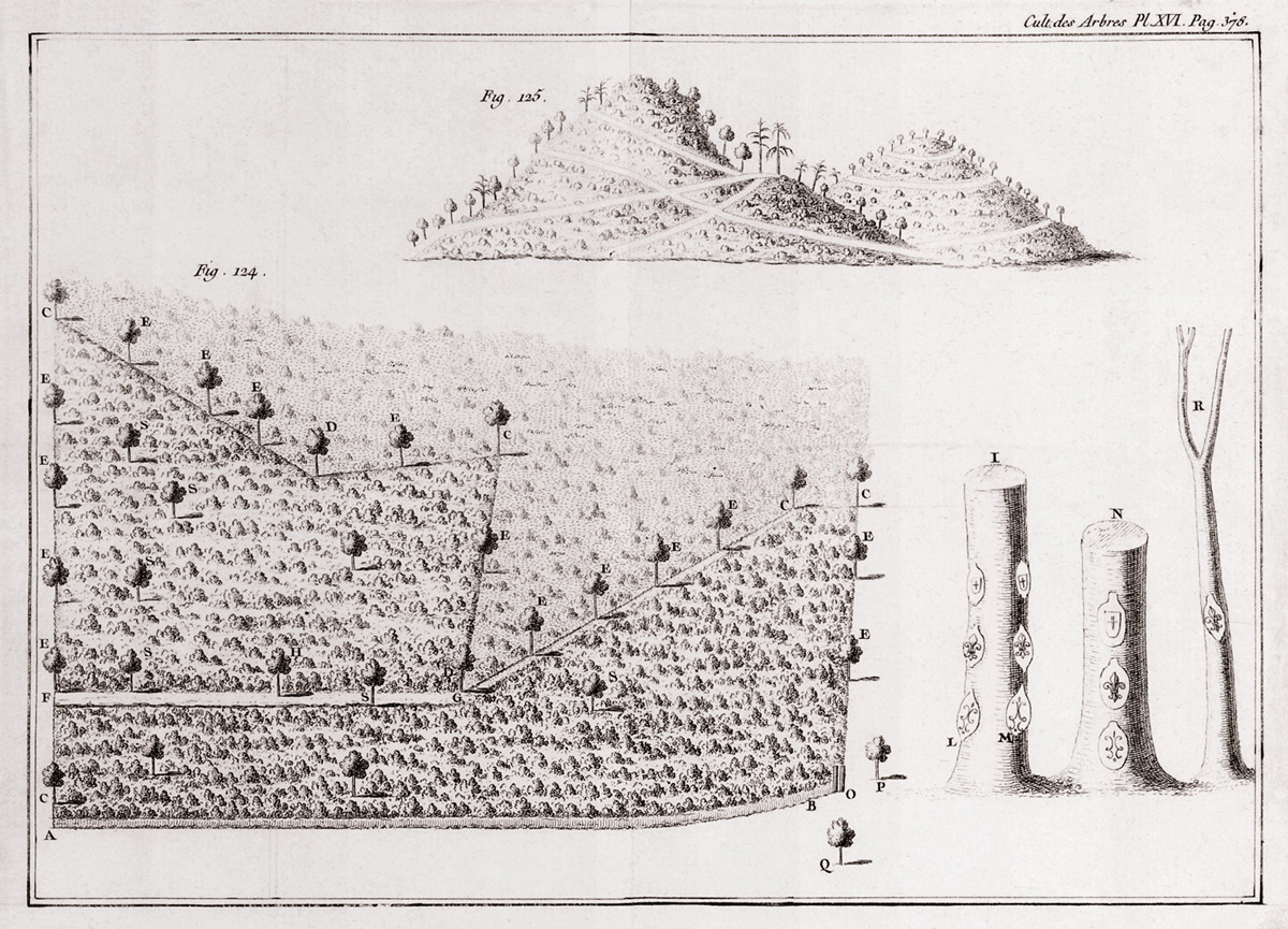 A diagram from Du Monceau’s seventeen sixty treatise on trees and forest systems “Des semis et plantations des arbres, et de leur culture.”