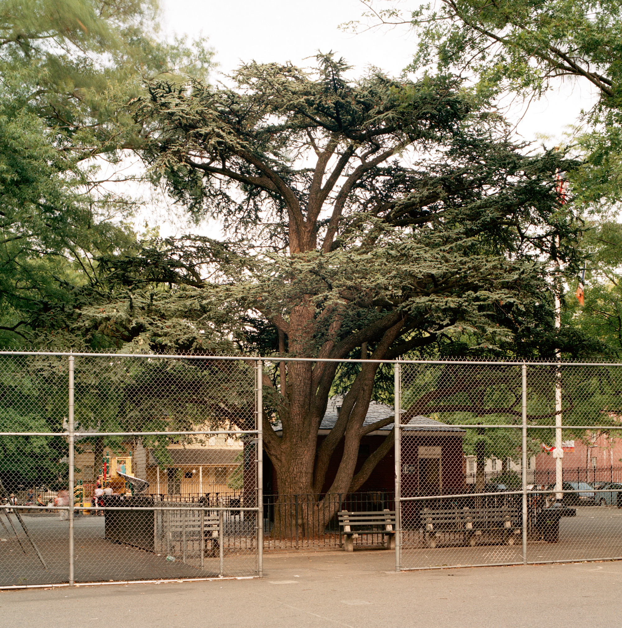 A twenty ten photograph of a Lebanese cedar (cedrus libani) in Weeping Beech Park, Flushing, Queens, New York. 