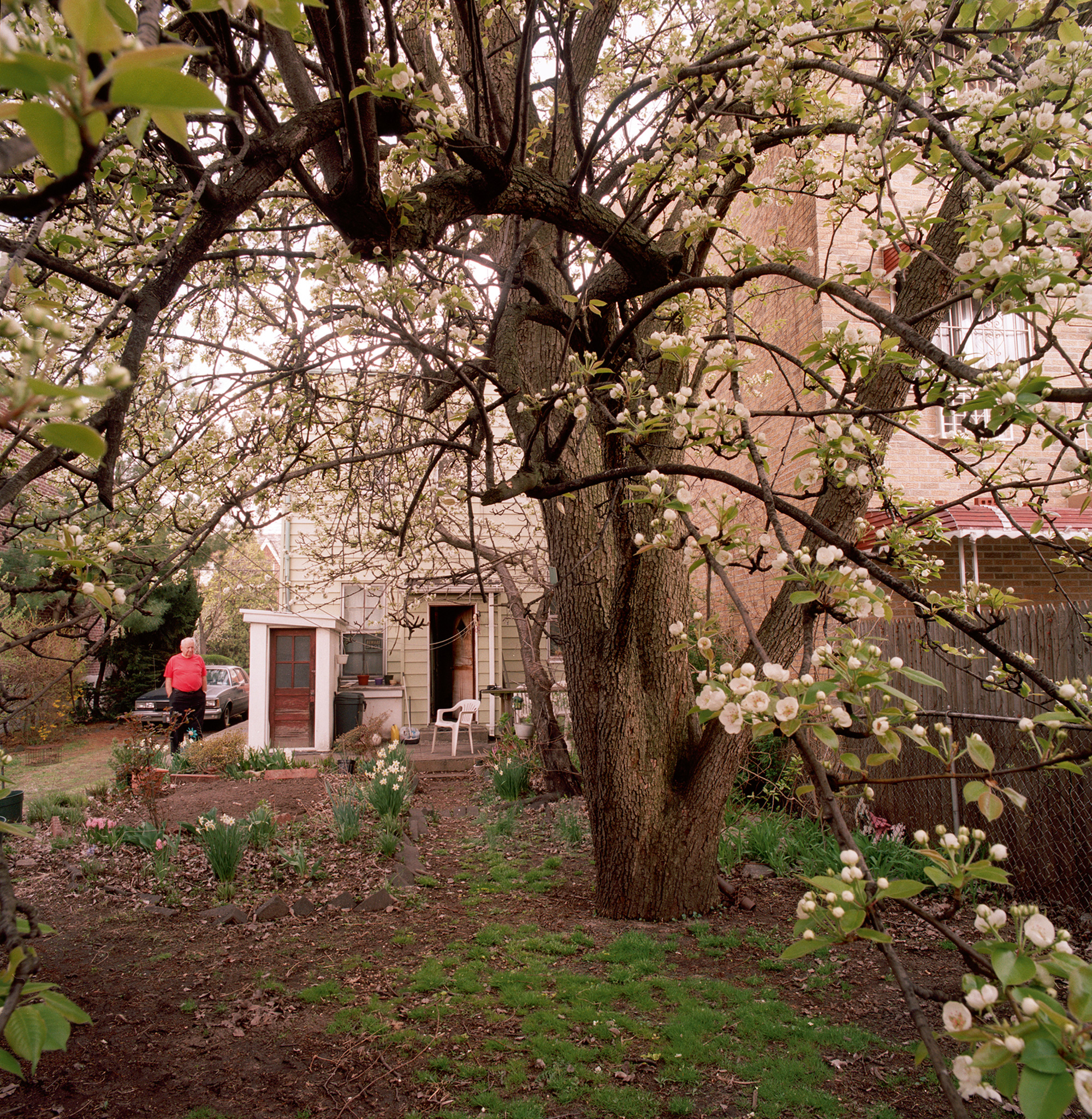 A twenty ten photograph of a Common Pear tree (Pyrus communis) in a private residence in Woodside, Queens, New York. 