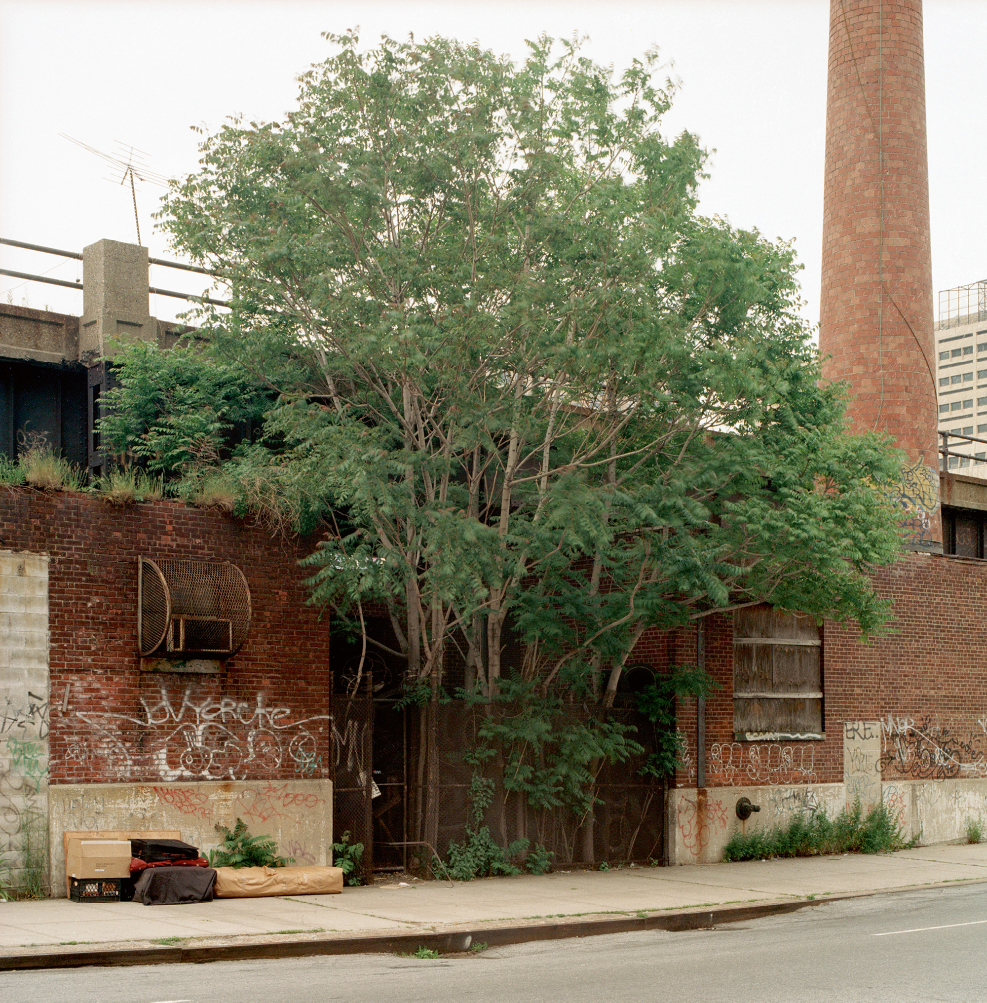 “A two thousand and two photograph of a Tree of Heaven (Ailanthus altissima) on
30th Street at Eleventh Avenue in Manhattan.”