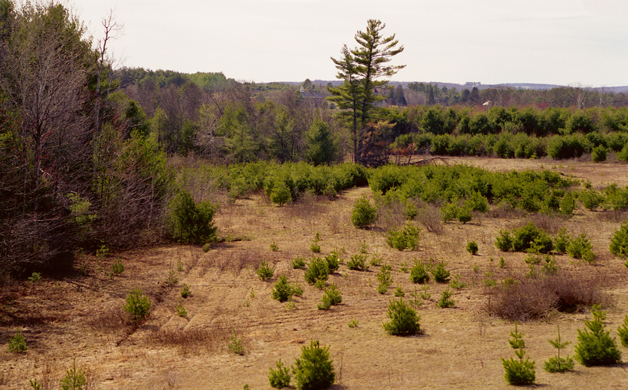 A nineteen ninety-nine photograph of James Pierce’s land artwork titled “Turf Maze.”