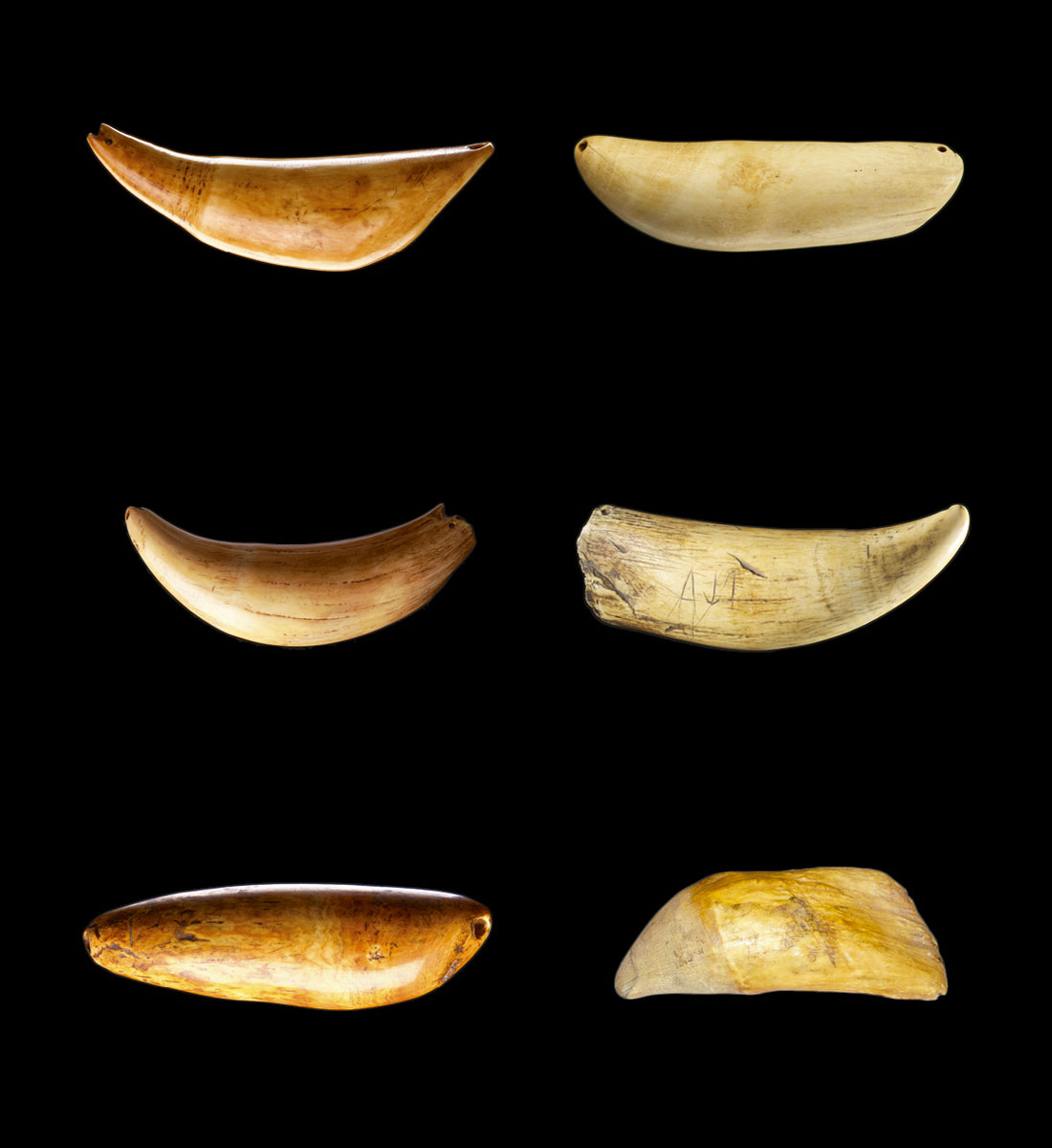 A photograph of six sperm whale teeth.