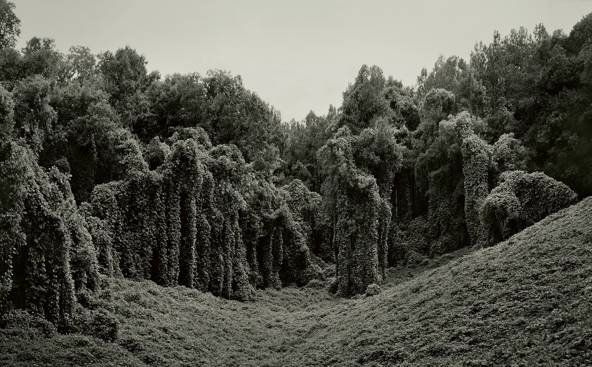 Helene Schmitz’s two thousand and twelve photograph depicting landscapes of the southeastern United States covered in kudzu.