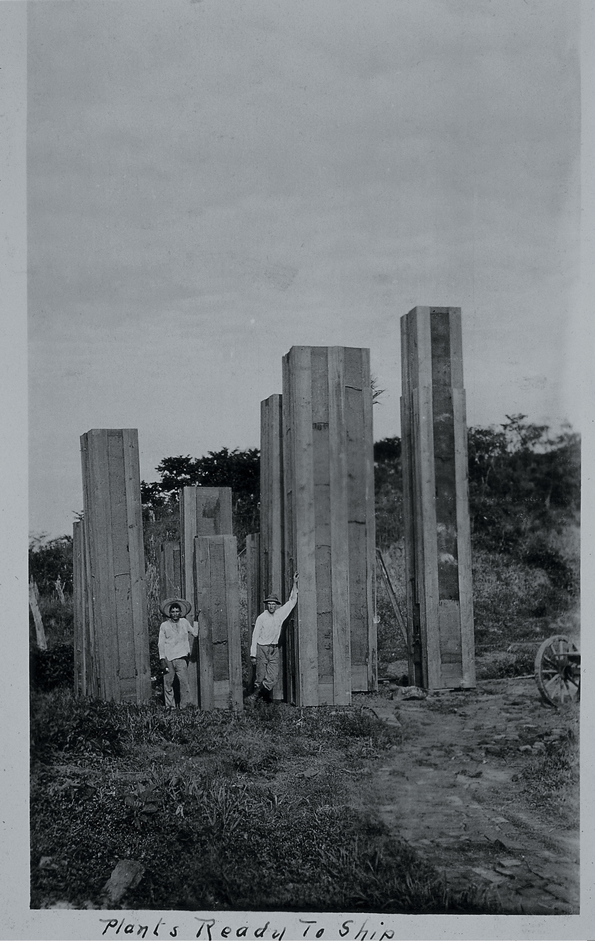 An undated photograph taken on a plant collecting trip.