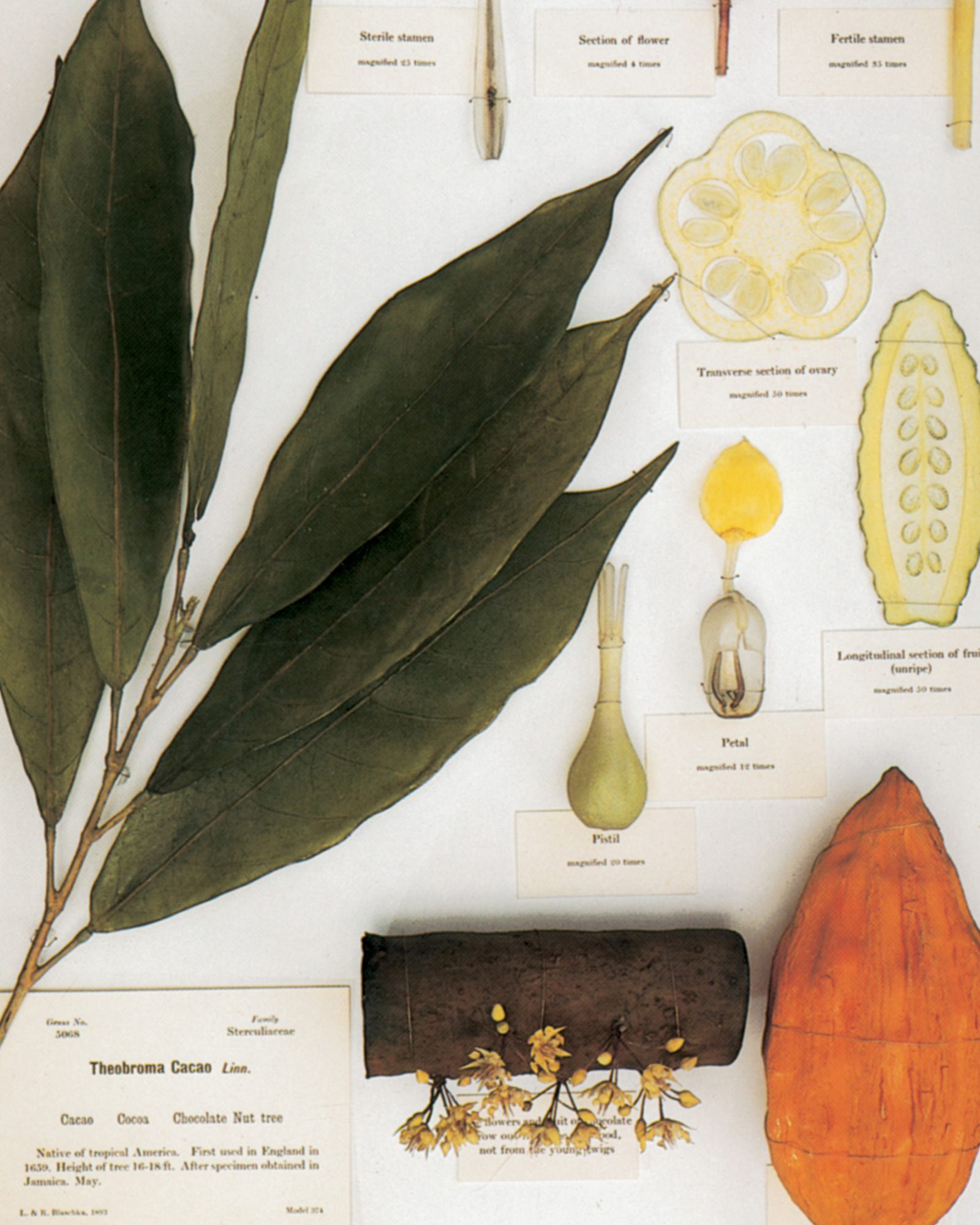 A photograph of glass models of various parts of a cacao tree made in 1893 by Leopold and Rudolf Blaschka.