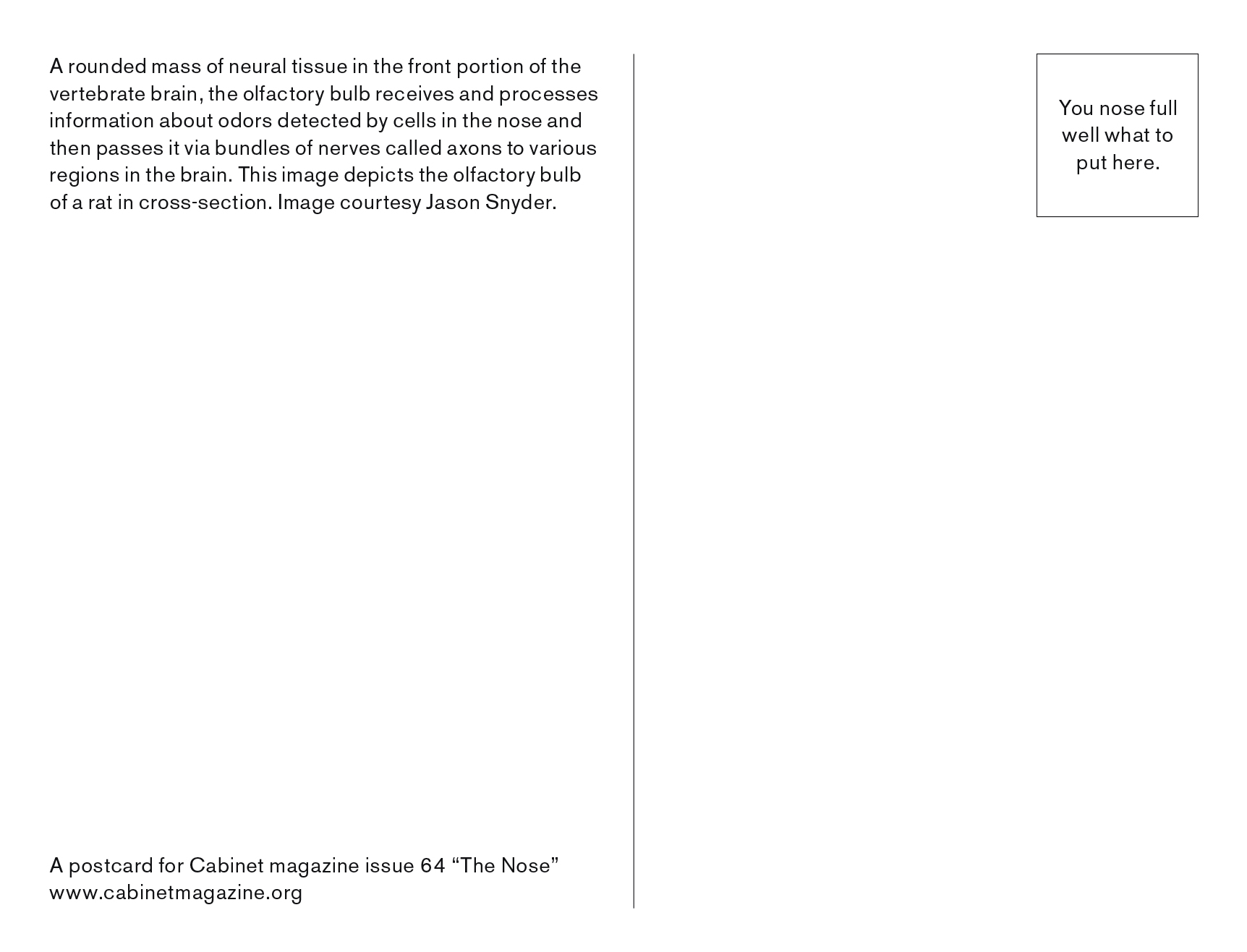 The back of a postcard depicting text that reads, “A rounded mass of neural tissue in the front portion of the vertebrate brain, the olfactory bulb receives and processes information about odors detected by cells in the nose and then passes it via bundles of nerves called axons to various regions in the brain. This image depicts the olfactory bulb of a rat in cross-section. At the location of the stamp placement, text reads “You nose full well what to put here.”